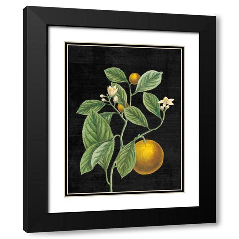 Classic Citrus VI Black No Words Black Modern Wood Framed Art Print with Double Matting by Schlabach, Sue