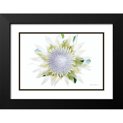 Protea Center I Black Modern Wood Framed Art Print with Double Matting by Catterall, Elise