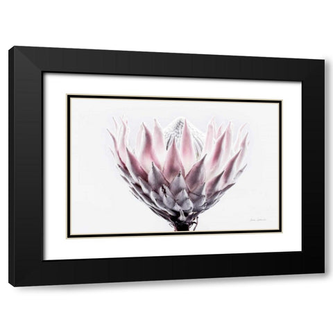 Pale Protea Detail II Black Modern Wood Framed Art Print with Double Matting by Catterall, Elise