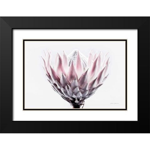 Pale Protea Detail II Black Modern Wood Framed Art Print with Double Matting by Catterall, Elise