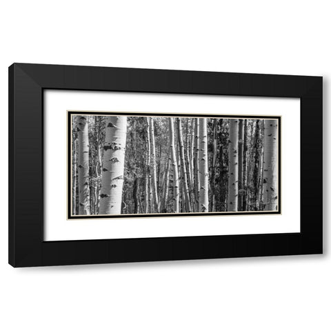 Aspen Grove Black Modern Wood Framed Art Print with Double Matting by Urquhart, Elizabeth
