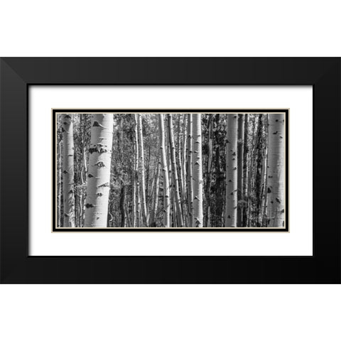 Aspen Grove Black Modern Wood Framed Art Print with Double Matting by Urquhart, Elizabeth