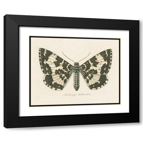 Natures Butterfly II Black Modern Wood Framed Art Print with Double Matting by Wild Apple Portfolio