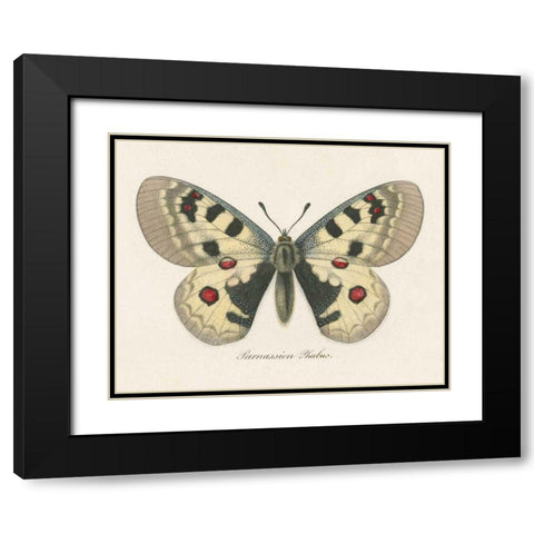 Natures Butterfly III Black Modern Wood Framed Art Print with Double Matting by Wild Apple Portfolio