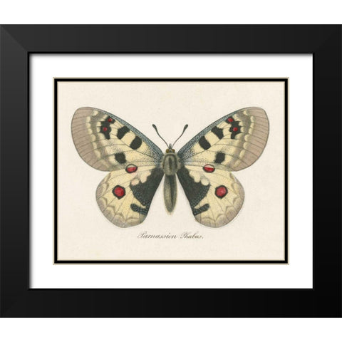 Natures Butterfly III Black Modern Wood Framed Art Print with Double Matting by Wild Apple Portfolio