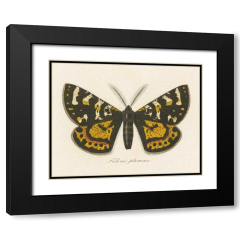 Natures Butterfly V Black Modern Wood Framed Art Print with Double Matting by Wild Apple Portfolio