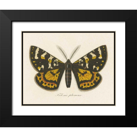 Natures Butterfly V Black Modern Wood Framed Art Print with Double Matting by Wild Apple Portfolio