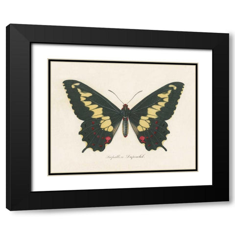 Natures Butterfly VI Black Modern Wood Framed Art Print with Double Matting by Wild Apple Portfolio