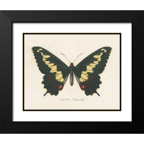 Natures Butterfly VI Black Modern Wood Framed Art Print with Double Matting by Wild Apple Portfolio