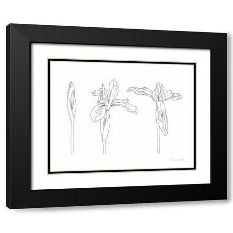 Sketched Iris Black Modern Wood Framed Art Print with Double Matting by Miller, Sara Zieve
