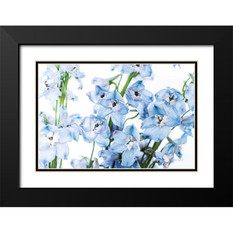 Freshly Picked Delphinium I Black Modern Wood Framed Art Print with Double Matting by Urquhart, Elizabeth