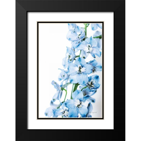 Freshly Picked Delphinium III Black Modern Wood Framed Art Print with Double Matting by Urquhart, Elizabeth