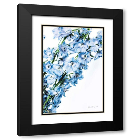 Freshly Picked Delphinium IV Black Modern Wood Framed Art Print with Double Matting by Urquhart, Elizabeth