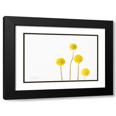 Craspedia I Black Modern Wood Framed Art Print with Double Matting by Catterall, Elise