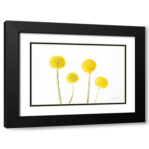 Craspedia II Black Modern Wood Framed Art Print with Double Matting by Catterall, Elise