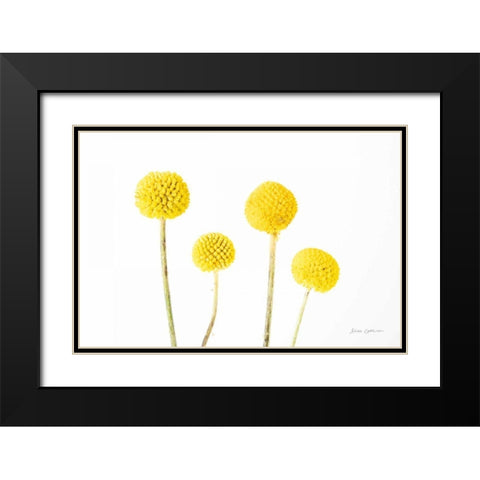 Craspedia II Black Modern Wood Framed Art Print with Double Matting by Catterall, Elise