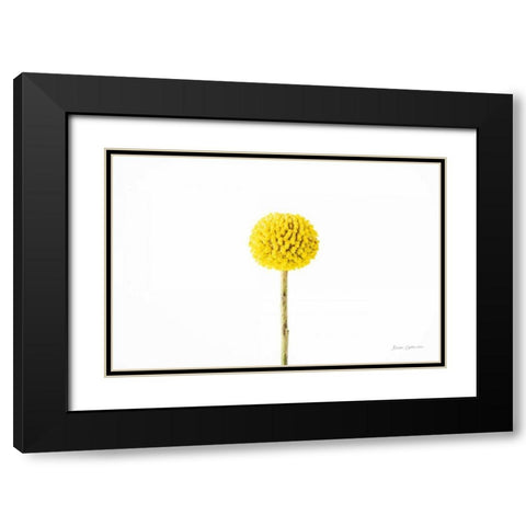 Craspedia III Black Modern Wood Framed Art Print with Double Matting by Catterall, Elise