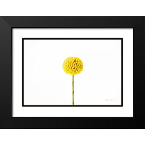 Craspedia III Black Modern Wood Framed Art Print with Double Matting by Catterall, Elise