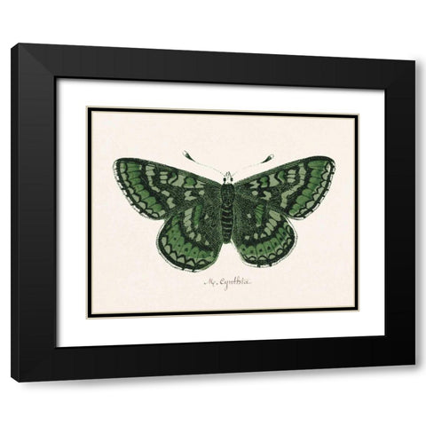Antique Butterfly I Black Modern Wood Framed Art Print with Double Matting by Wild Apple Portfolio