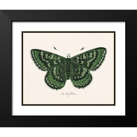 Antique Butterfly I Black Modern Wood Framed Art Print with Double Matting by Wild Apple Portfolio