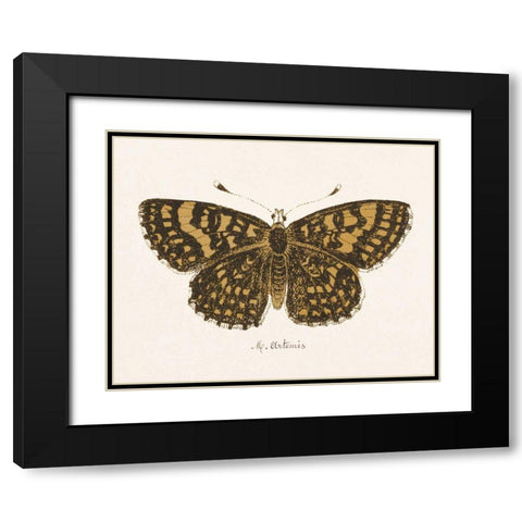 Antique Butterfly II Black Modern Wood Framed Art Print with Double Matting by Wild Apple Portfolio