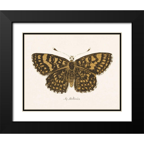 Antique Butterfly II Black Modern Wood Framed Art Print with Double Matting by Wild Apple Portfolio
