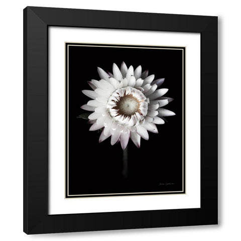 Dramatic Dahlia Black Modern Wood Framed Art Print with Double Matting by Catterall, Elise