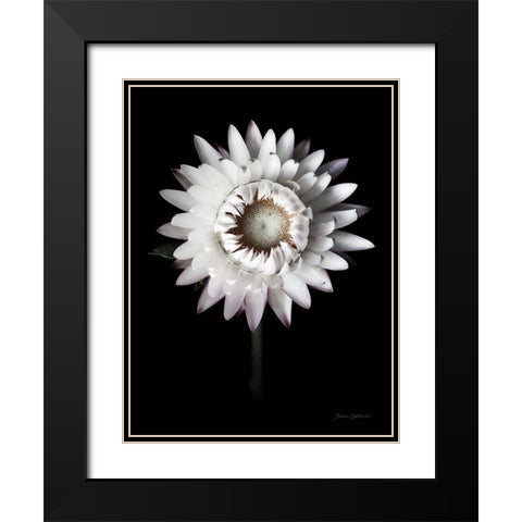 Dramatic Dahlia Black Modern Wood Framed Art Print with Double Matting by Catterall, Elise