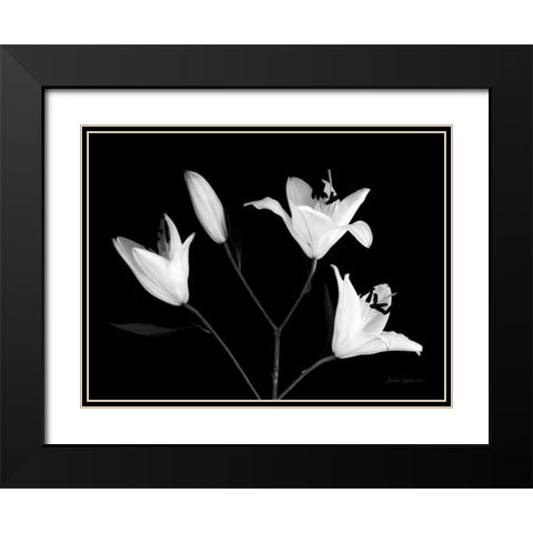 Spray of Lilies Black Modern Wood Framed Art Print with Double Matting by Catterall, Elise