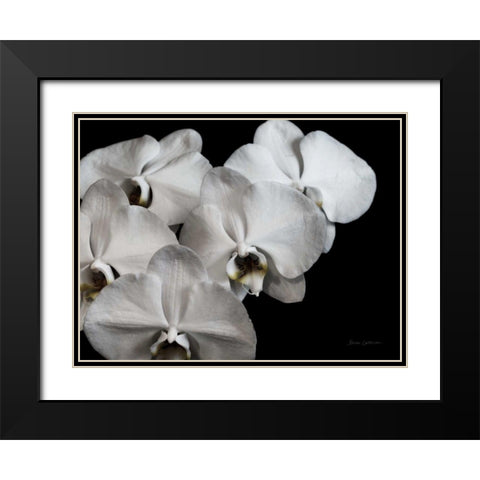 White Orchid II Black Modern Wood Framed Art Print with Double Matting by Catterall, Elise