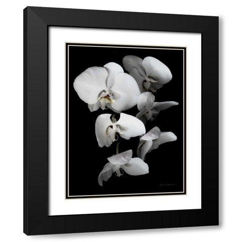 White Orchid III Black Modern Wood Framed Art Print with Double Matting by Catterall, Elise