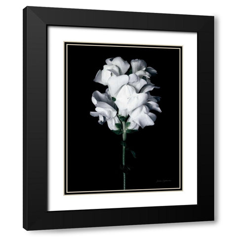 White Snapdragon Black Modern Wood Framed Art Print with Double Matting by Catterall, Elise