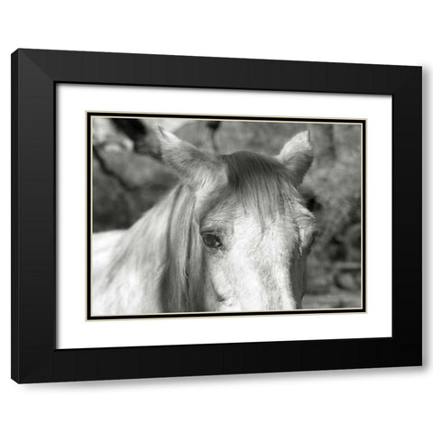 A Horse Called Snow Black Modern Wood Framed Art Print with Double Matting by Goldstein, Ed
