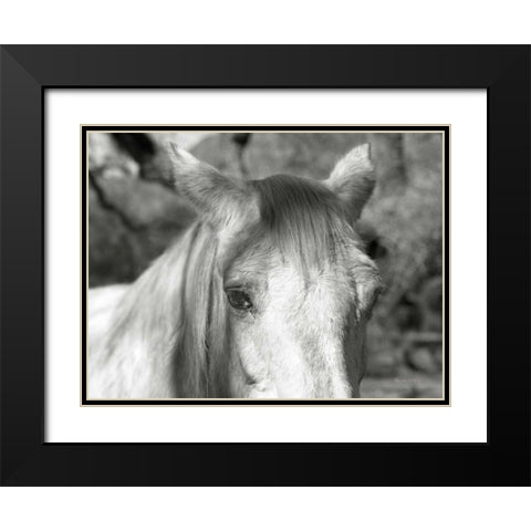 A Horse Called Snow Black Modern Wood Framed Art Print with Double Matting by Goldstein, Ed