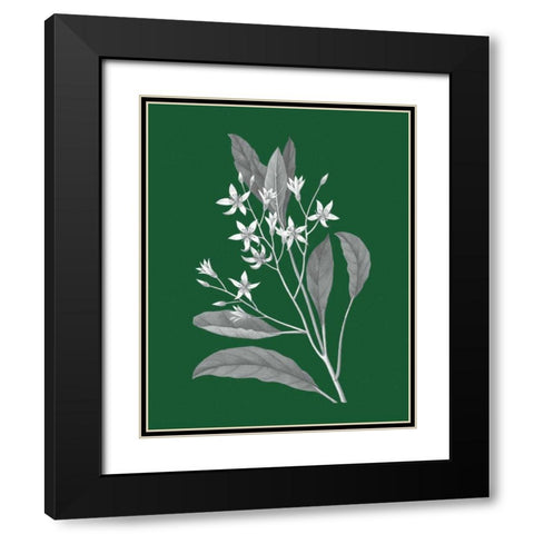 Green Botanical V Black Modern Wood Framed Art Print with Double Matting by Wild Apple Portfolio