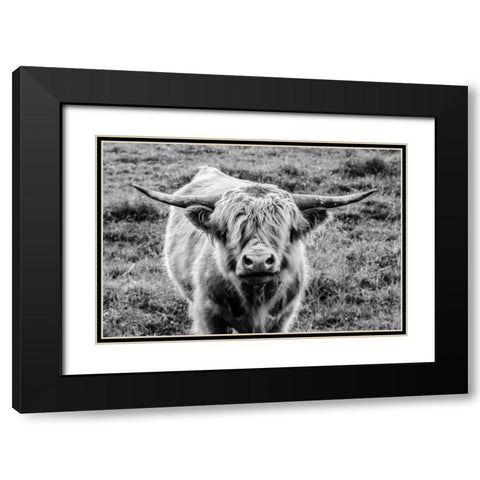 Highland Cow Staring Contest Black Modern Wood Framed Art Print with Double Matting by Larson, Nathan