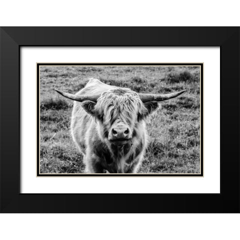Highland Cow Staring Contest Black Modern Wood Framed Art Print with Double Matting by Larson, Nathan