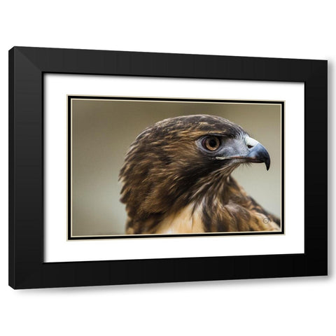 Red Tailed Hawk Profile Black Modern Wood Framed Art Print with Double Matting by Larson, Nathan