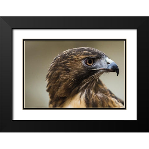 Red Tailed Hawk Profile Black Modern Wood Framed Art Print with Double Matting by Larson, Nathan