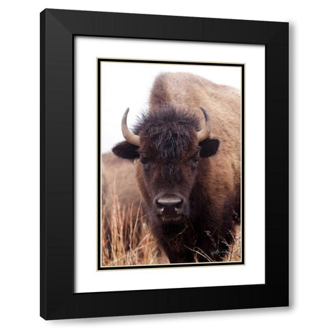 American Bison IV Black Modern Wood Framed Art Print with Double Matting by Van Swearingen, Debra
