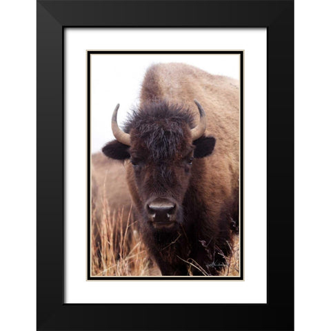 American Bison IV Black Modern Wood Framed Art Print with Double Matting by Van Swearingen, Debra