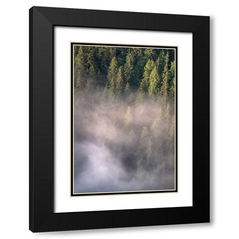 Fog and Forest II Black Modern Wood Framed Art Print with Double Matting by Majchrowicz, Alan