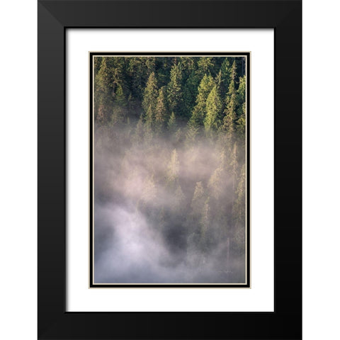 Fog and Forest II Black Modern Wood Framed Art Print with Double Matting by Majchrowicz, Alan
