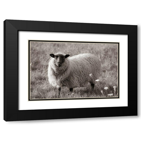 Sepia Sheep Black Modern Wood Framed Art Print with Double Matting by Larson, Nathan