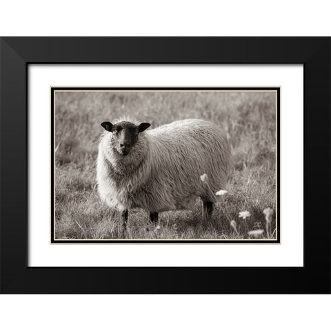 Sepia Sheep Black Modern Wood Framed Art Print with Double Matting by Larson, Nathan