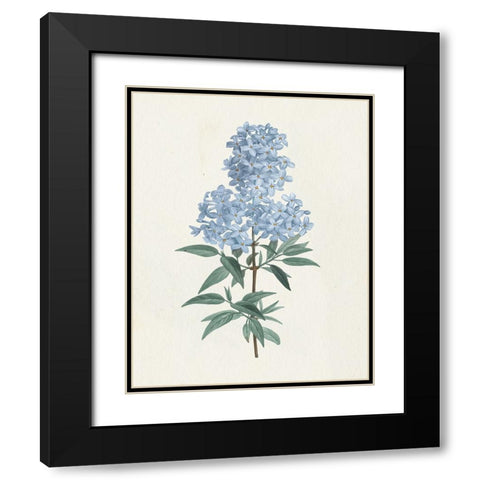 Victorian Garden Flowers III Blue Black Modern Wood Framed Art Print with Double Matting by Wild Apple Portfolio