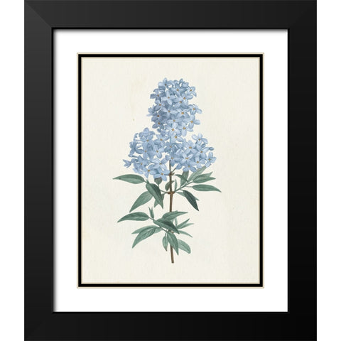 Victorian Garden Flowers III Blue Black Modern Wood Framed Art Print with Double Matting by Wild Apple Portfolio
