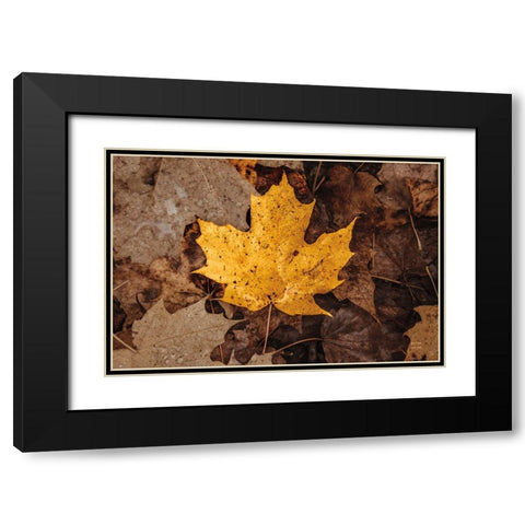 Fall Rains II Black Modern Wood Framed Art Print with Double Matting by Larson, Nathan