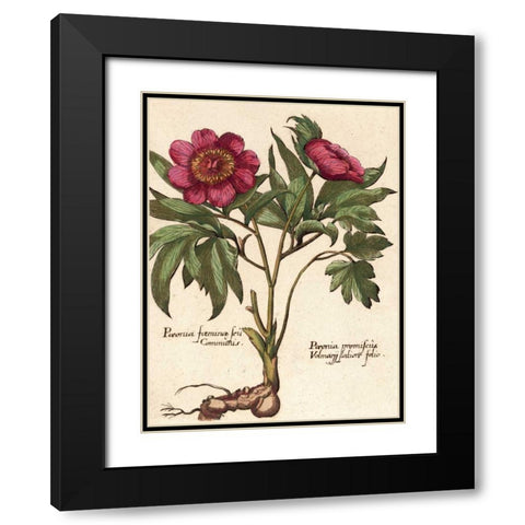 Giant Peony I Black Modern Wood Framed Art Print with Double Matting by Van Houtte, Ludwig
