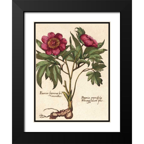 Giant Peony I Black Modern Wood Framed Art Print with Double Matting by Van Houtte, Ludwig
